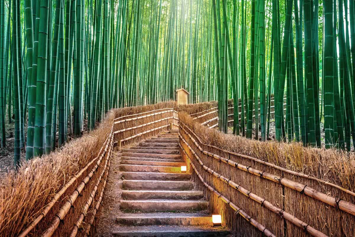 Arashiyama Bamboo Forest